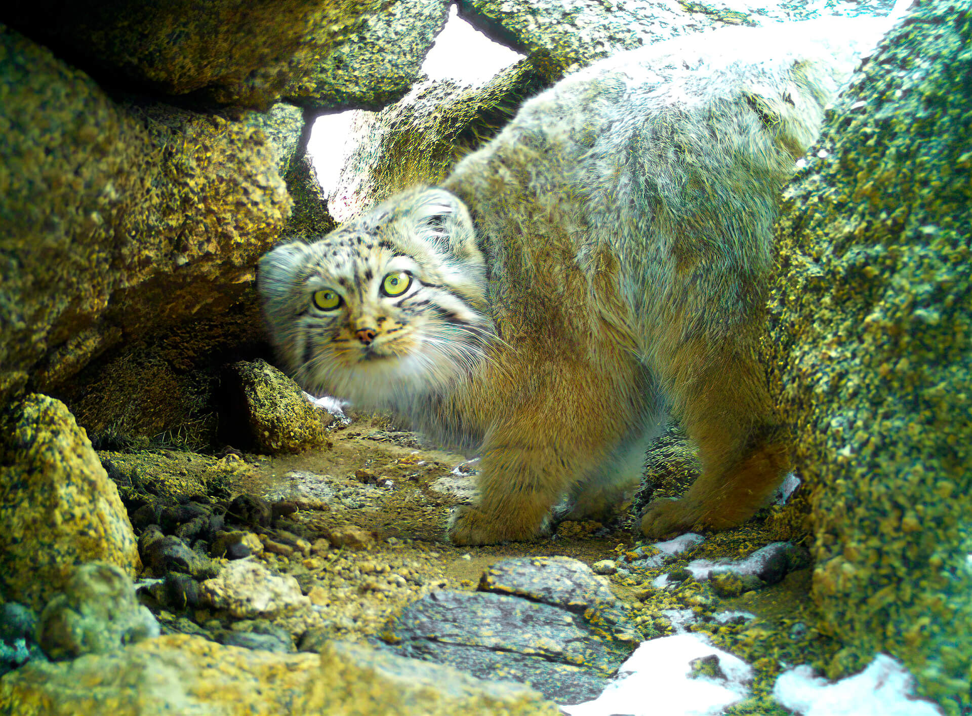 Pallas' Cat Working Group